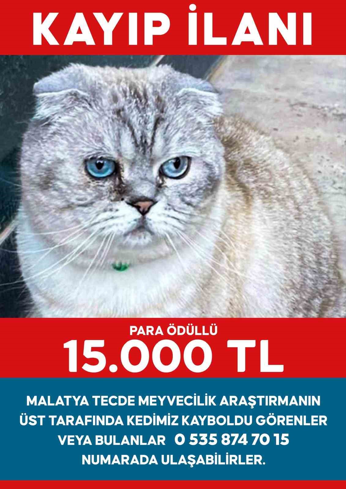 Kayıp kedisini bulunana 15 Bin TL ödül verecek
