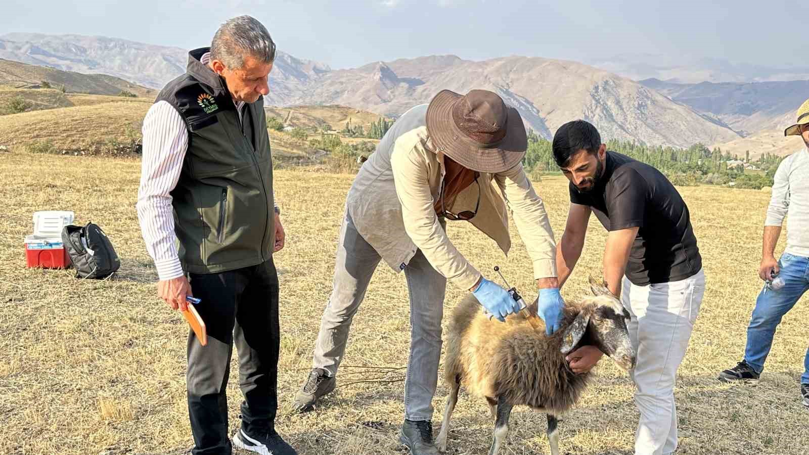 Ekipler 2 bin rakımda dağ taş demeden küpeleme ve aşılama çalışması yapıyor
