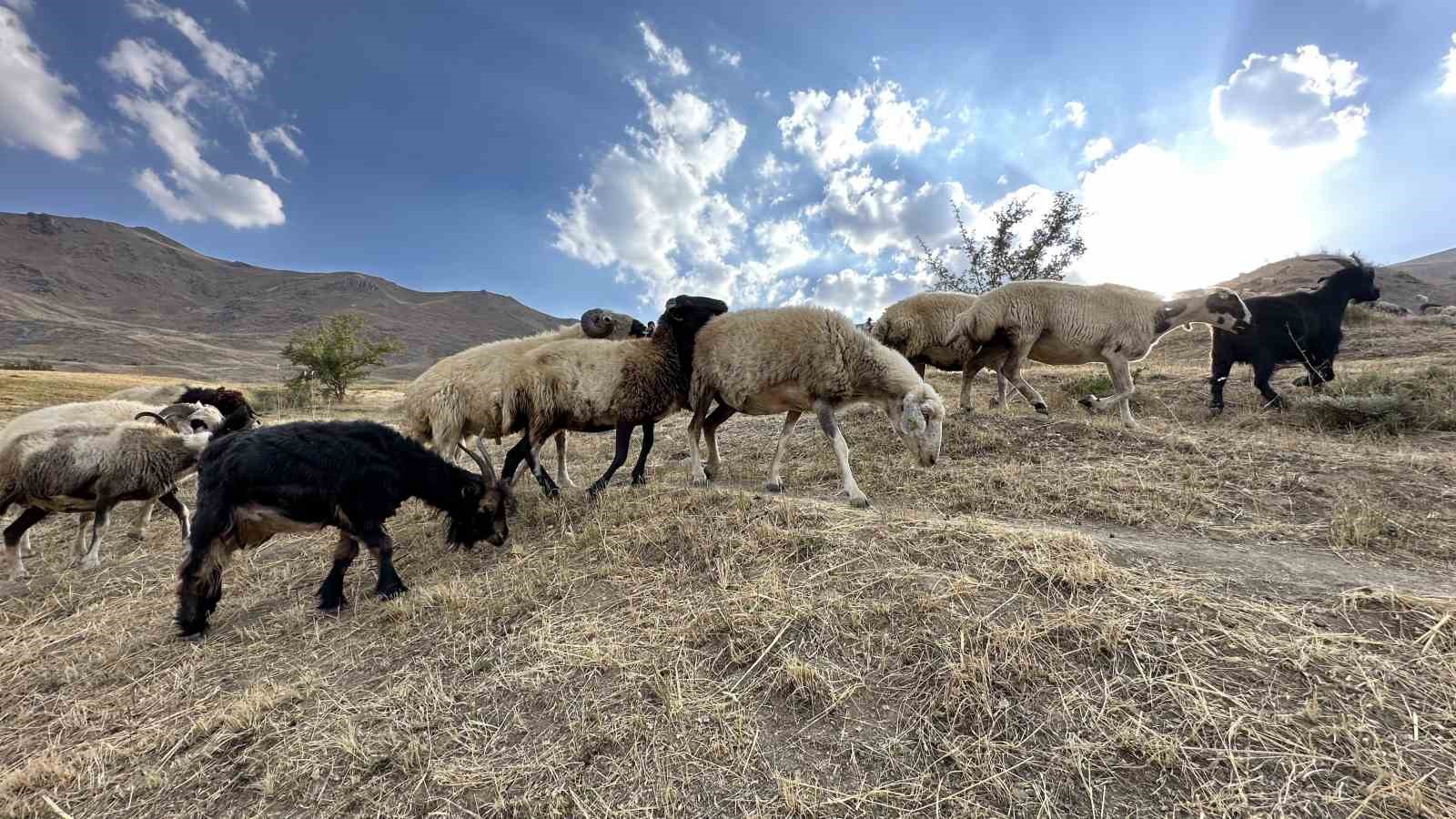 Ekipler 2 bin rakımda dağ taş demeden küpeleme ve aşılama çalışması yapıyor
