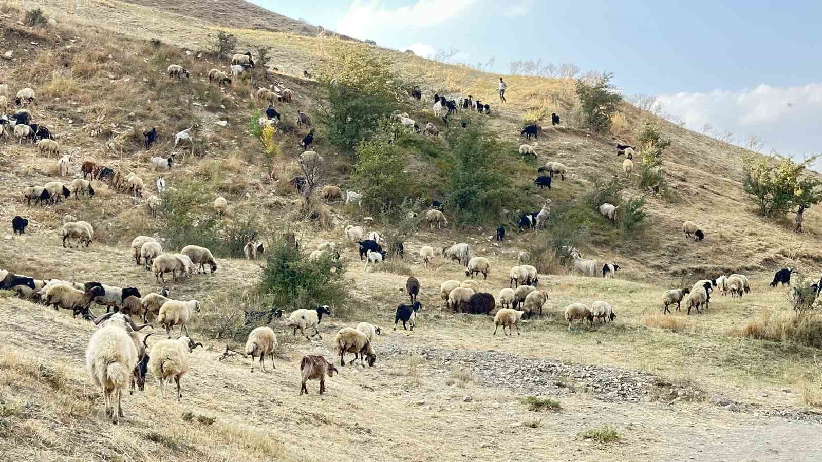 Ekipler 2 bin rakımda dağ taş demeden küpeleme ve aşılama çalışması yapıyor
