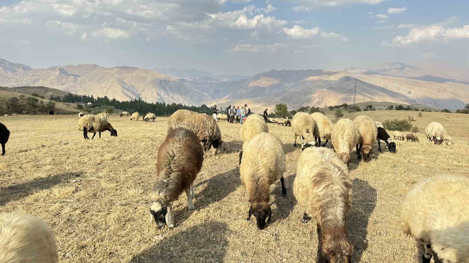 Ekipler 2 bin rakımda dağ taş demeden küpeleme ve aşılama çalışması yapıyor
