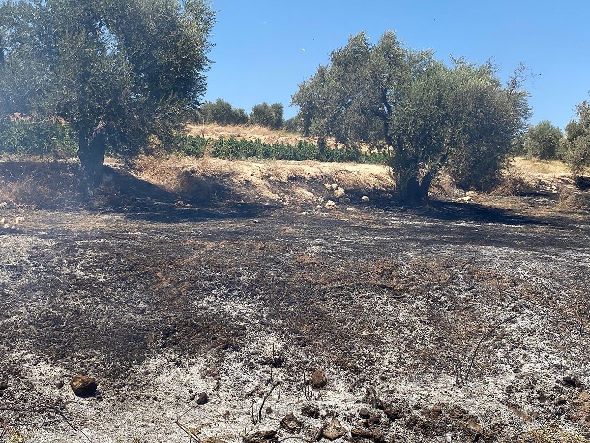 Hatay’da zeytinlik alanda çıkan yangın söndürüldü
