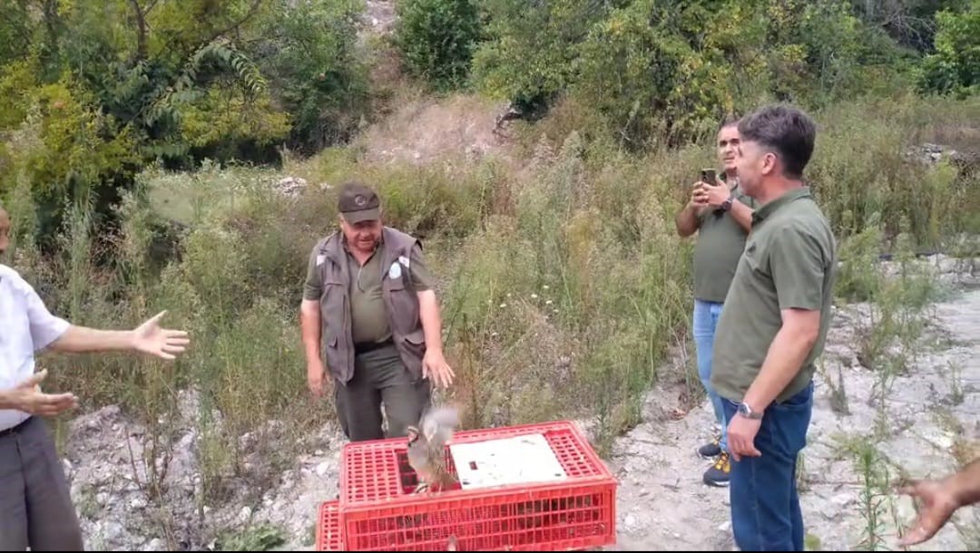 Muğla’da keklikler doğaya salındı
