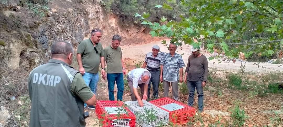 Muğla’da keklikler doğaya salındı
