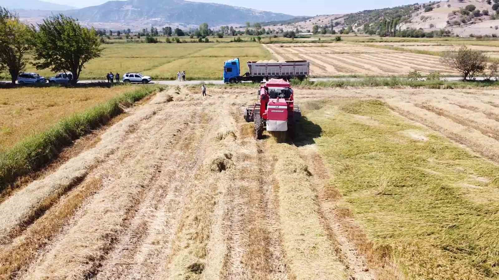 Amasya’da çeltik hasadı
