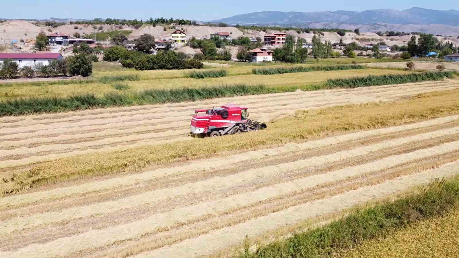 Amasya’da çeltik hasadı
