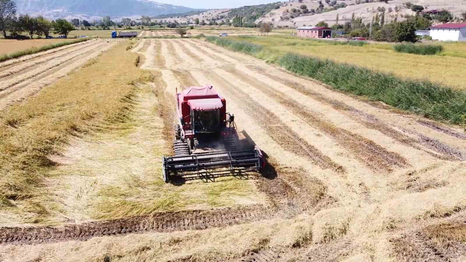 Amasya’da çeltik hasadı
