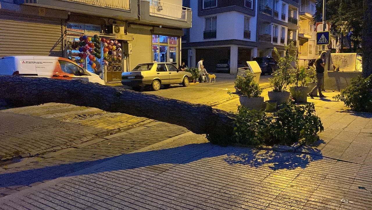 20 metrelik çam ağacı yola devrildi, facianın eşiğinden dönüldü
