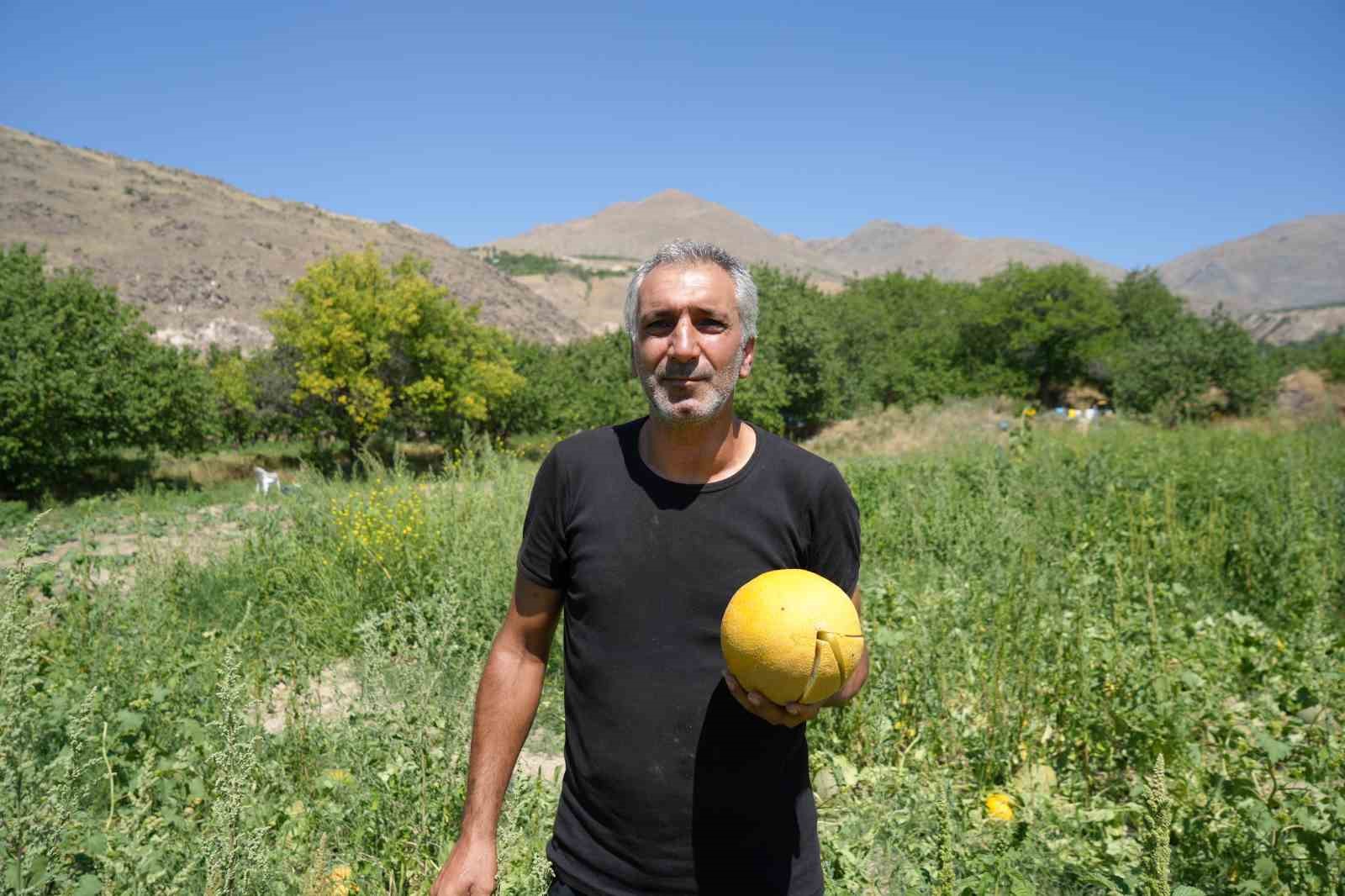 Erzincan’da bu yıl kavunun kilosu 3 liraya kadar düştü
