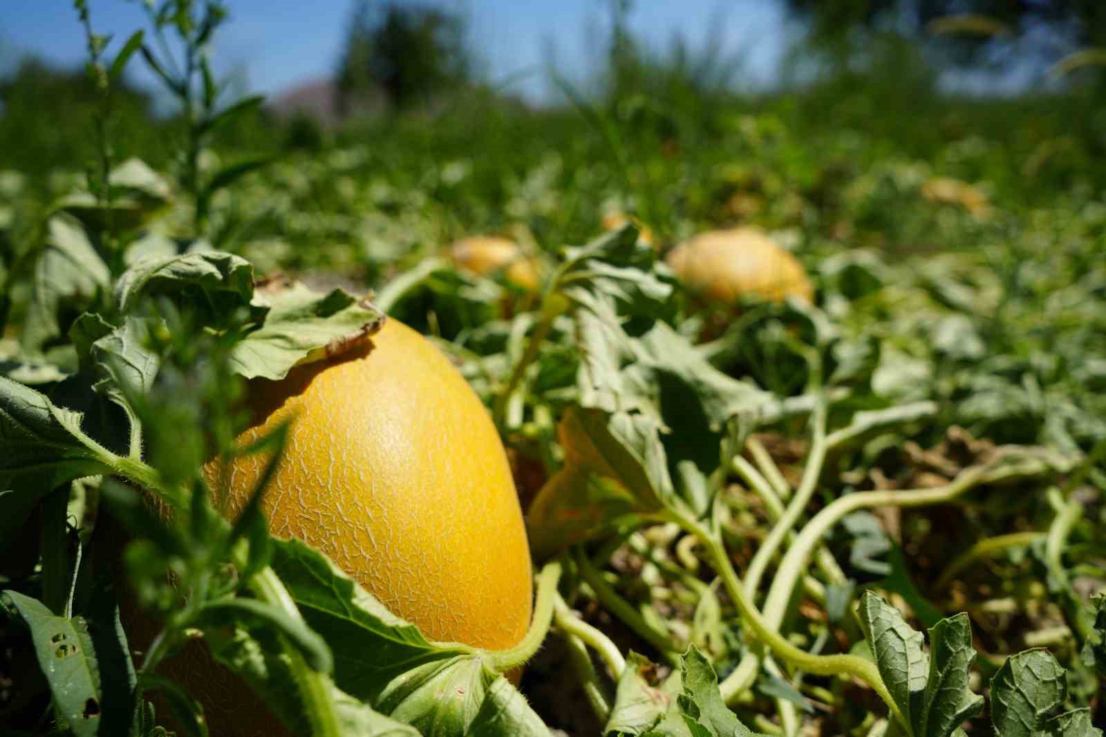 Erzincan’da bu yıl kavunun kilosu 3 liraya kadar düştü
