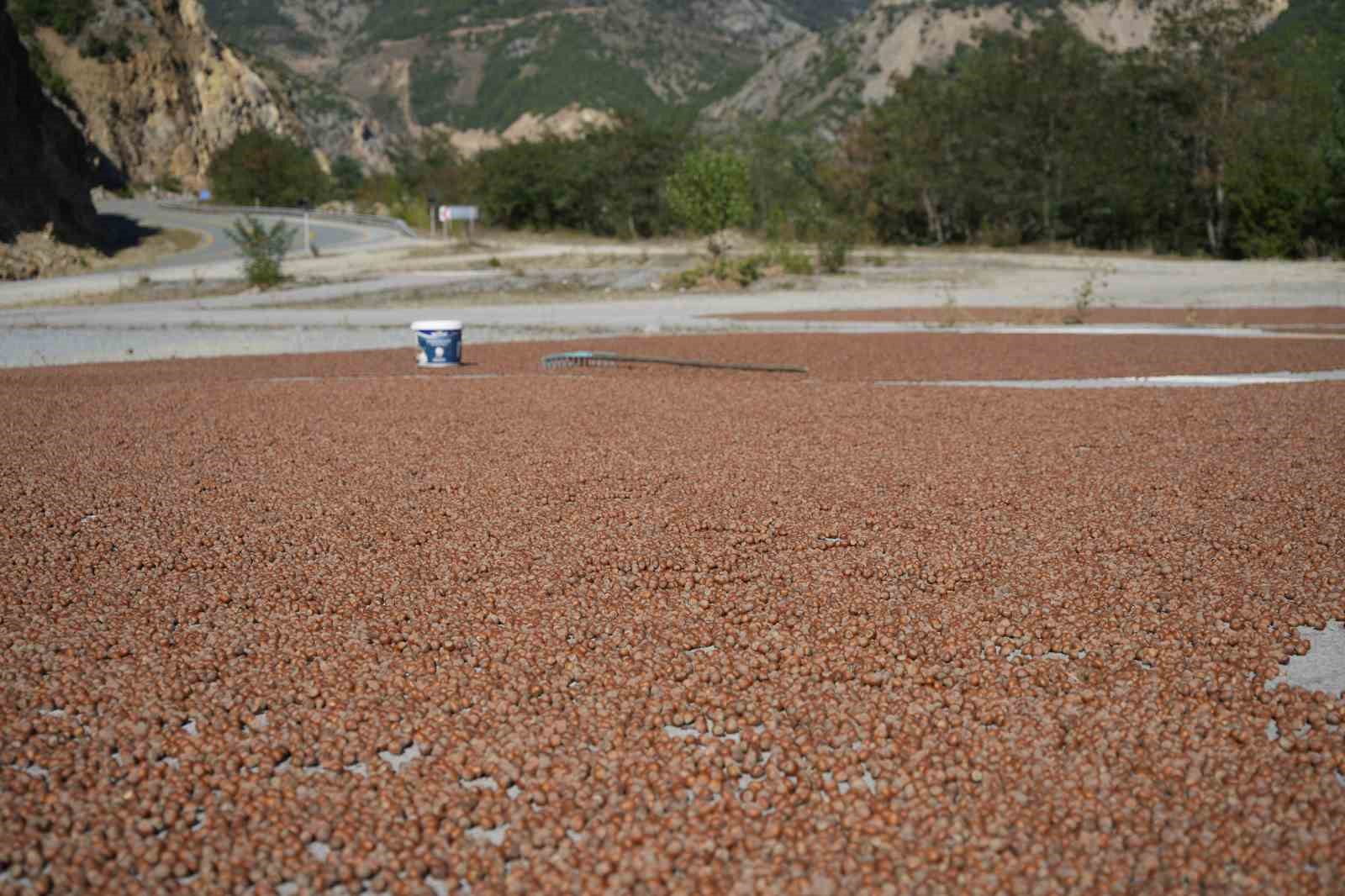 Hasadı tamamlayan üreticiler fındıkları kurutmak için Gümüşhane’yi mesken tuttu
