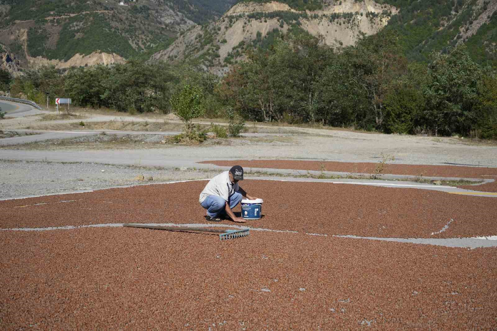 Hasadı tamamlayan üreticiler fındıkları kurutmak için Gümüşhane’yi mesken tuttu
