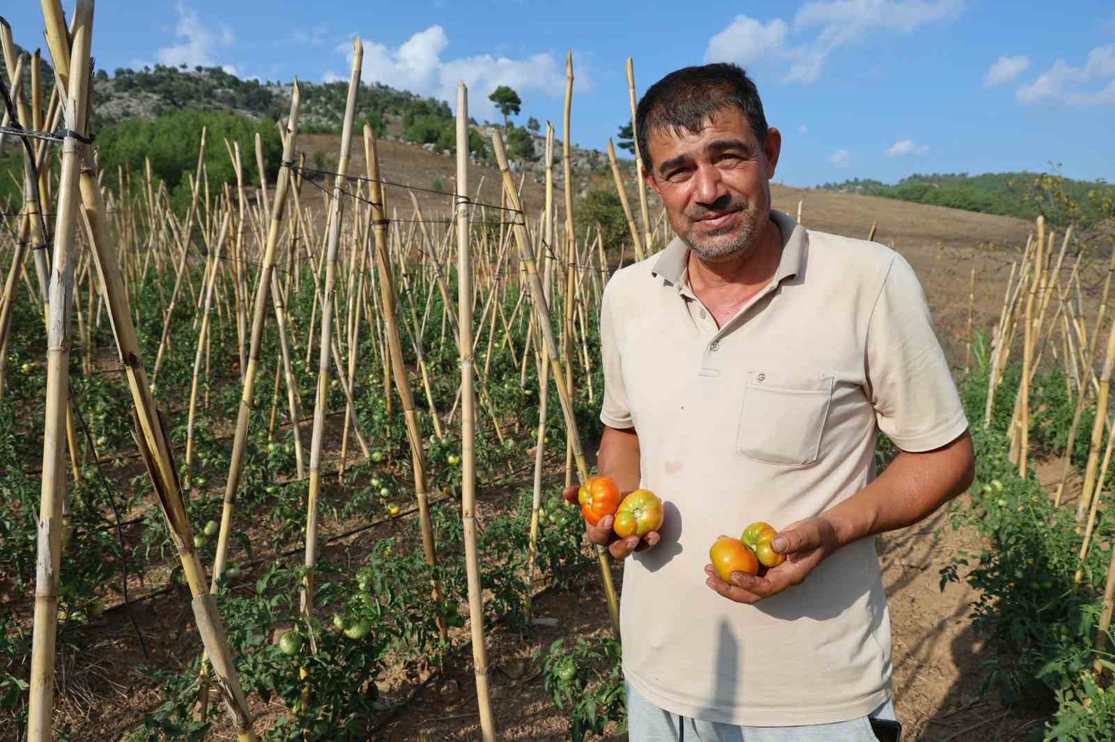 Muhtar dağlık ve susuz mahallede domates yetiştirdi
