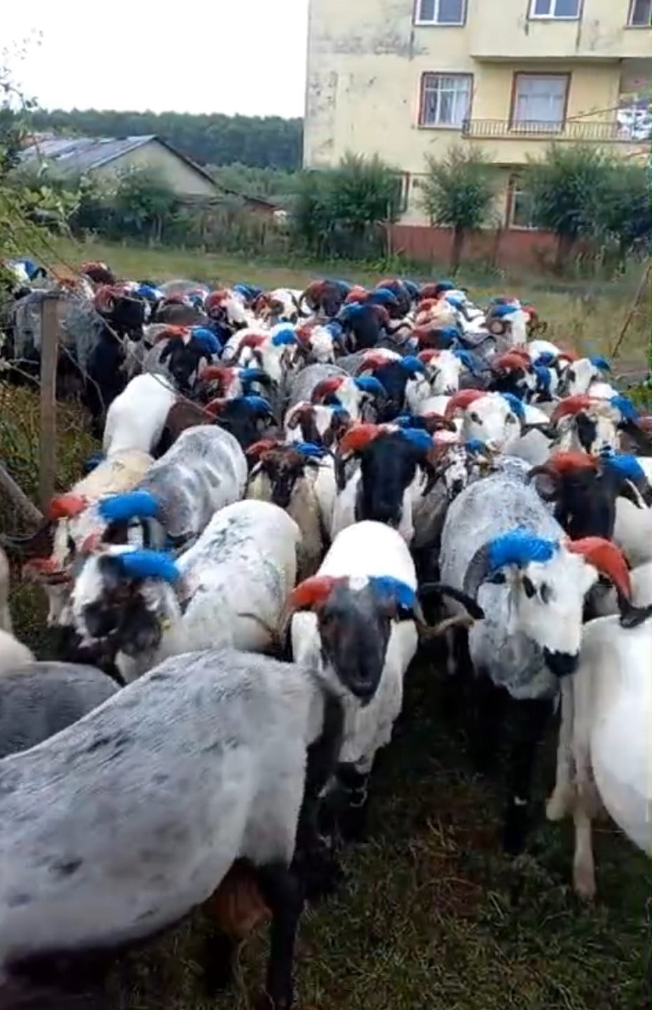 Trabzonspor fanatiği besici yaklaşık 2 bin 500 keçi ve koçun boynuzunu bordo-maviye boyadı
