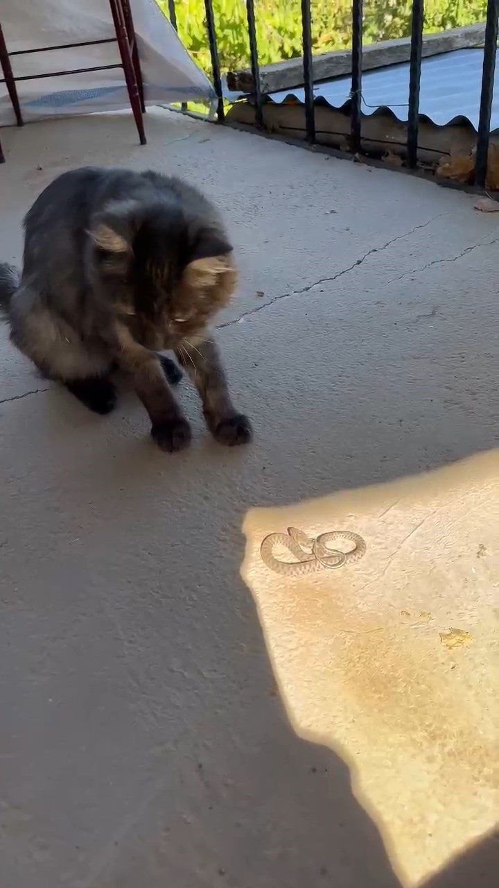 Elazığ’da kedi ile yılanın kavgası kamerada
