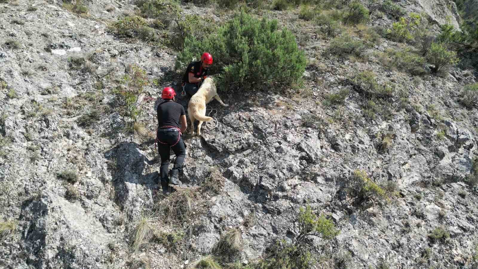 Kayalıkta mahsur kalan köpeği itfaiye ekibi kurtardı
