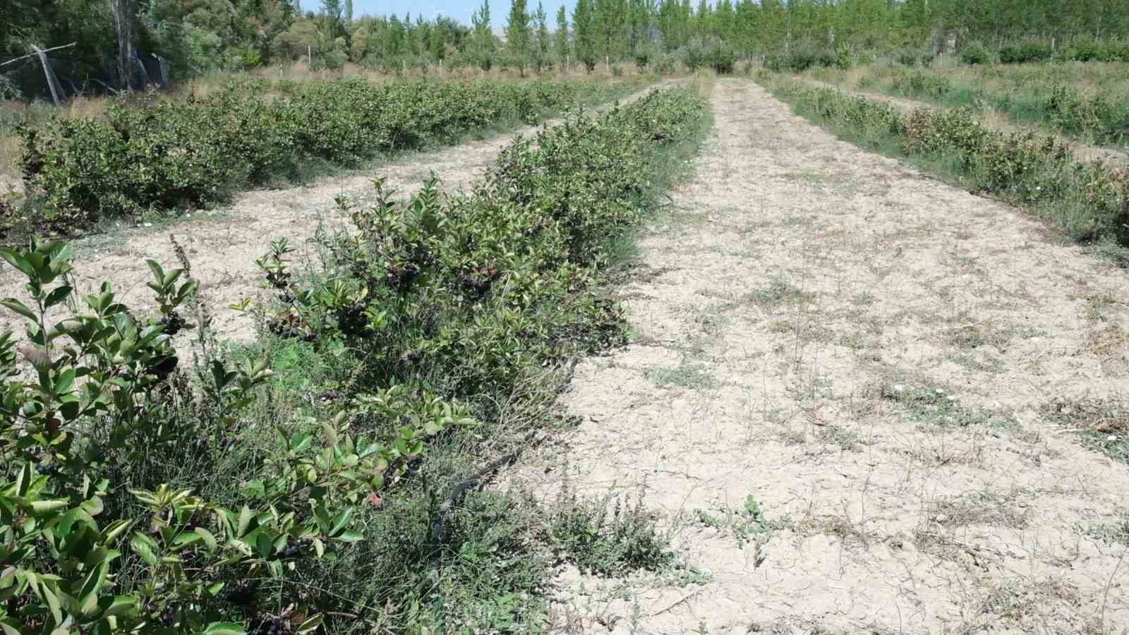 Mersin’de aronya hasadı başladı
