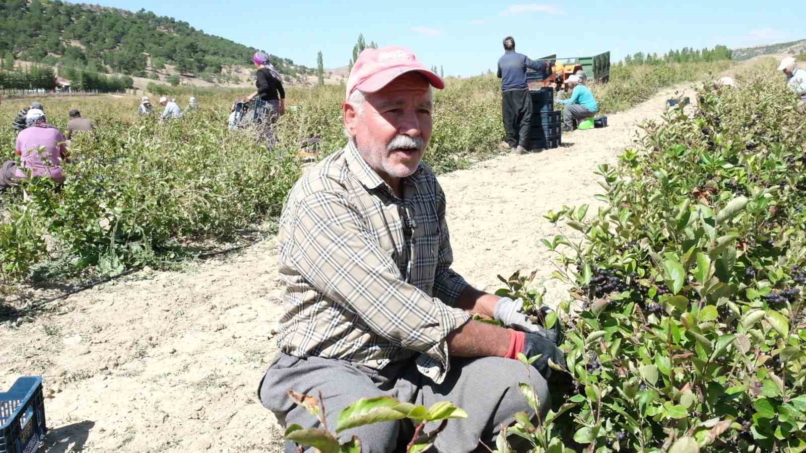 Mersin’de aronya hasadı başladı
