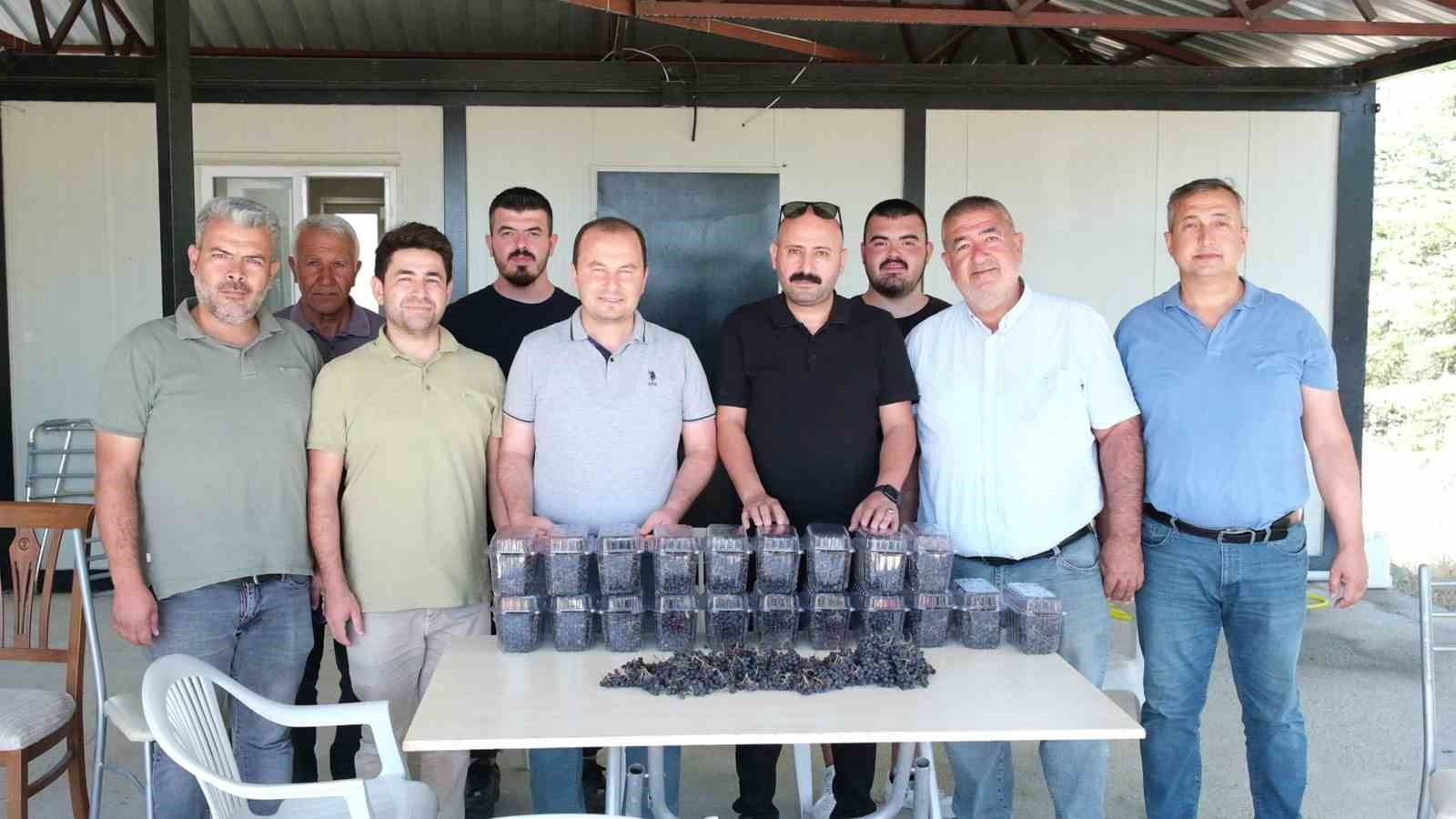 Mersin’de aronya hasadı başladı
