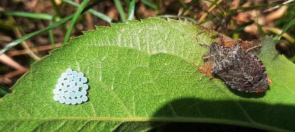 ‘Kahverengi kokarca’ ile mücadeleye 300 milyon TL’lik ’tuzak’ desteği
