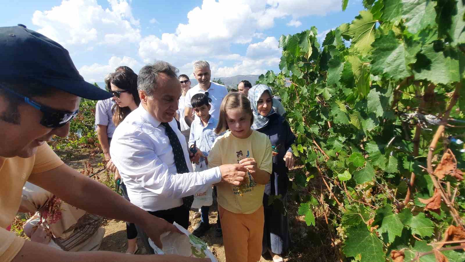 Özel bireyler bağ bozumuyla üzüm topladı
