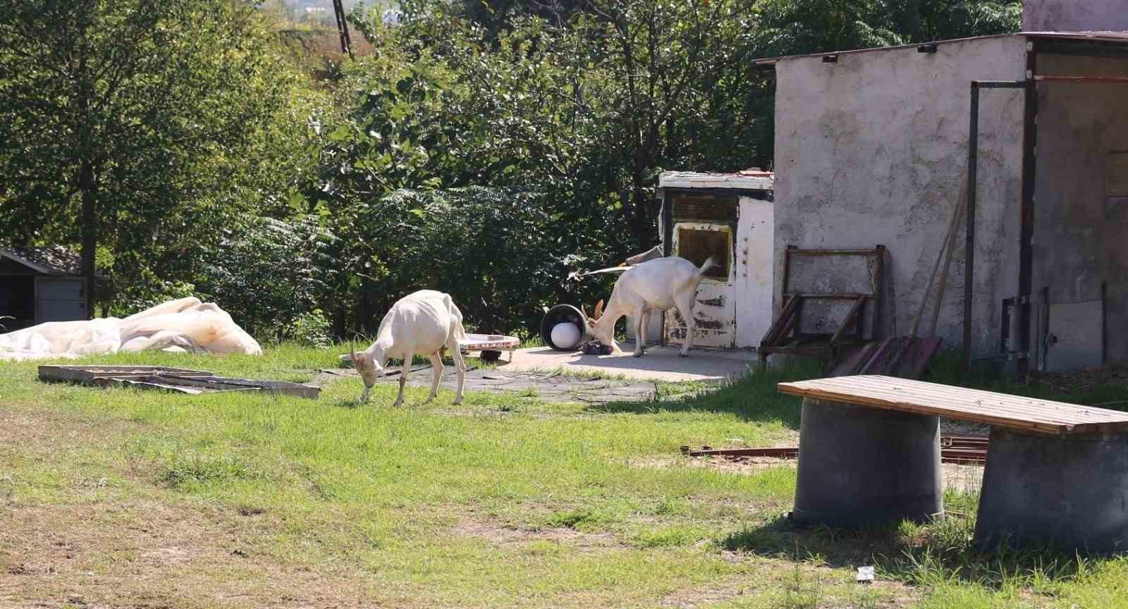 İlkadım’dan organik tarıma destek
