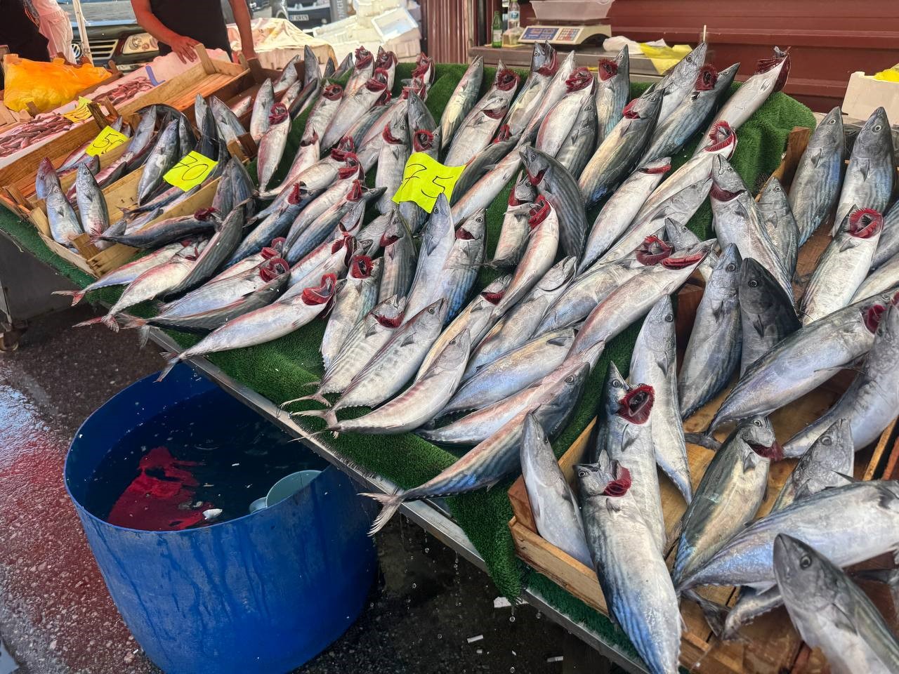 Zonguldak’ta palamut fiyatları 75 TL oldu
