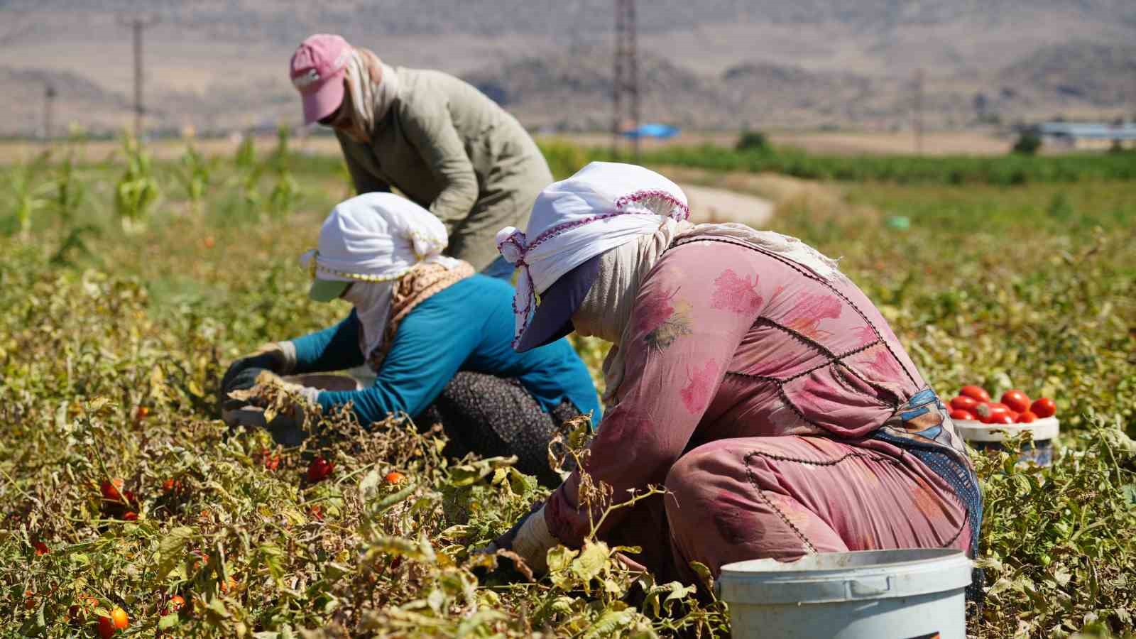 Hasat dönemi başladı: Çiftçiler, bin liranın üzerinde yevmiyeyle çalıştıracak işçi bulamakta zorlanıyor
