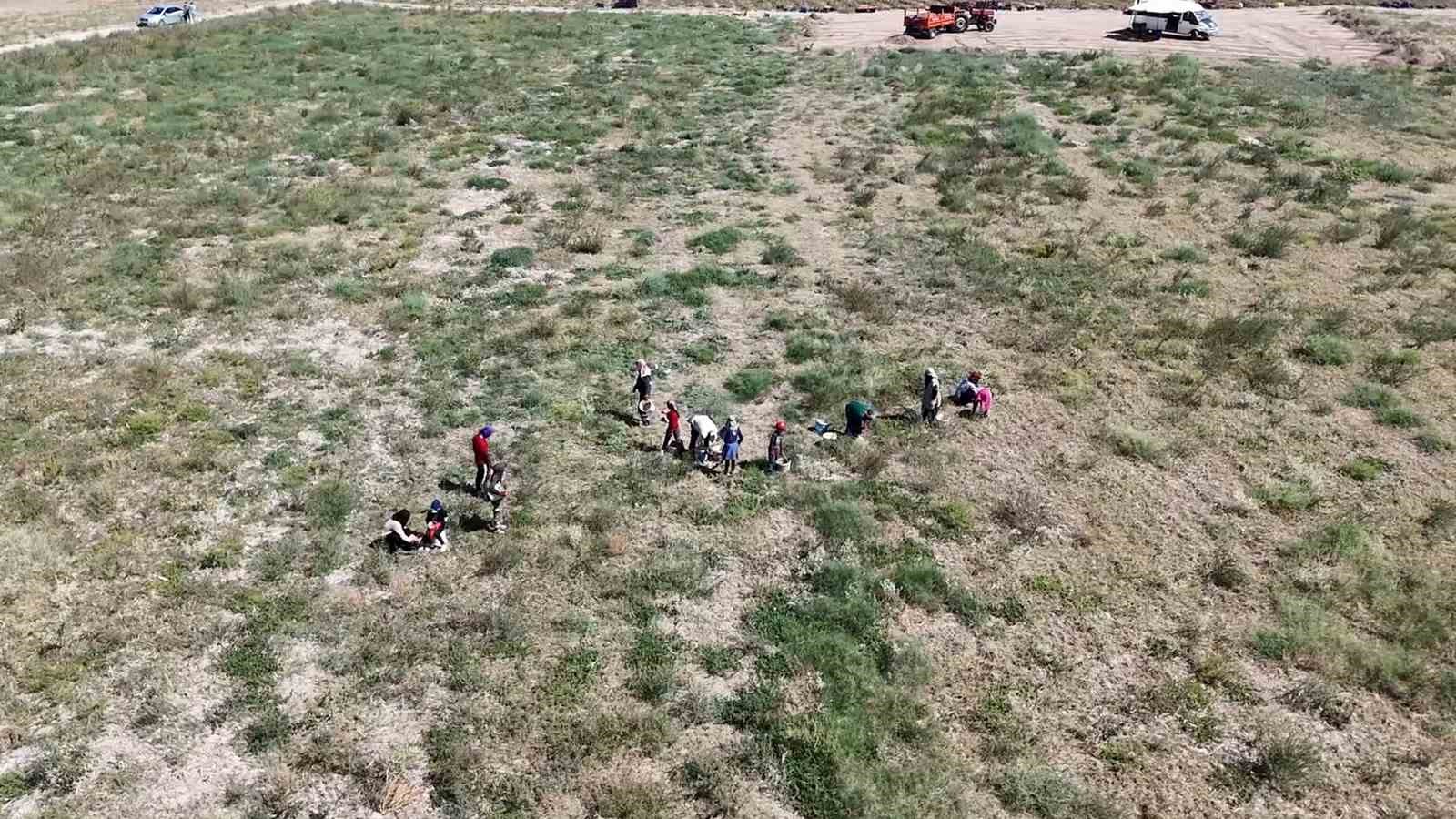 Hasat dönemi başladı: Çiftçiler, bin liranın üzerinde yevmiyeyle çalıştıracak işçi bulamakta zorlanıyor
