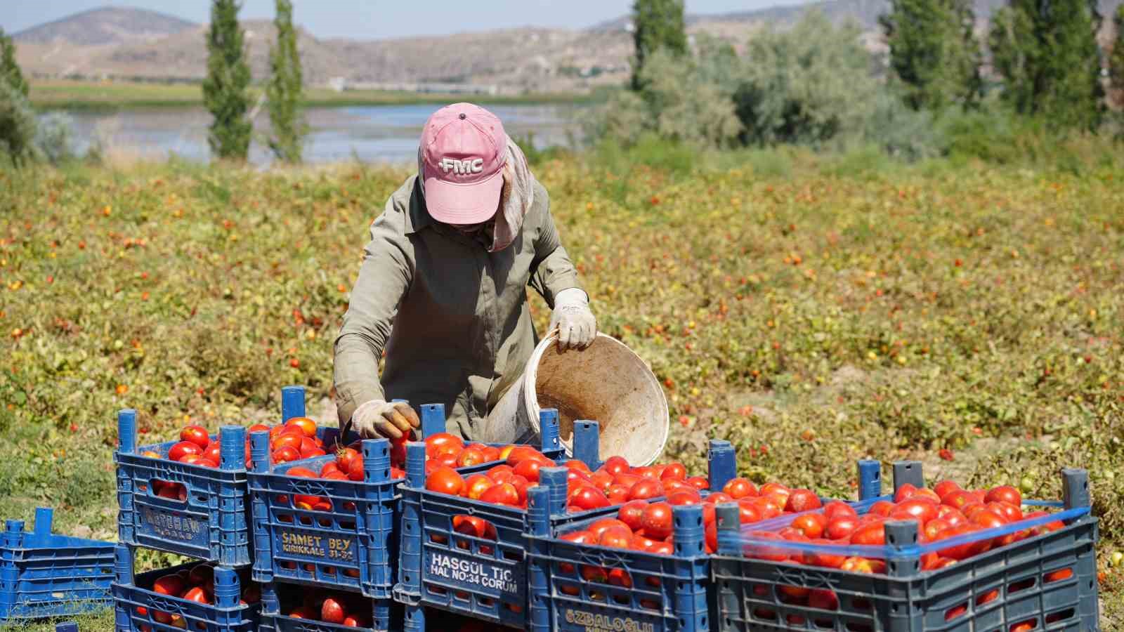 Hasat dönemi başladı: Çiftçiler, bin liranın üzerinde yevmiyeyle çalıştıracak işçi bulamakta zorlanıyor
