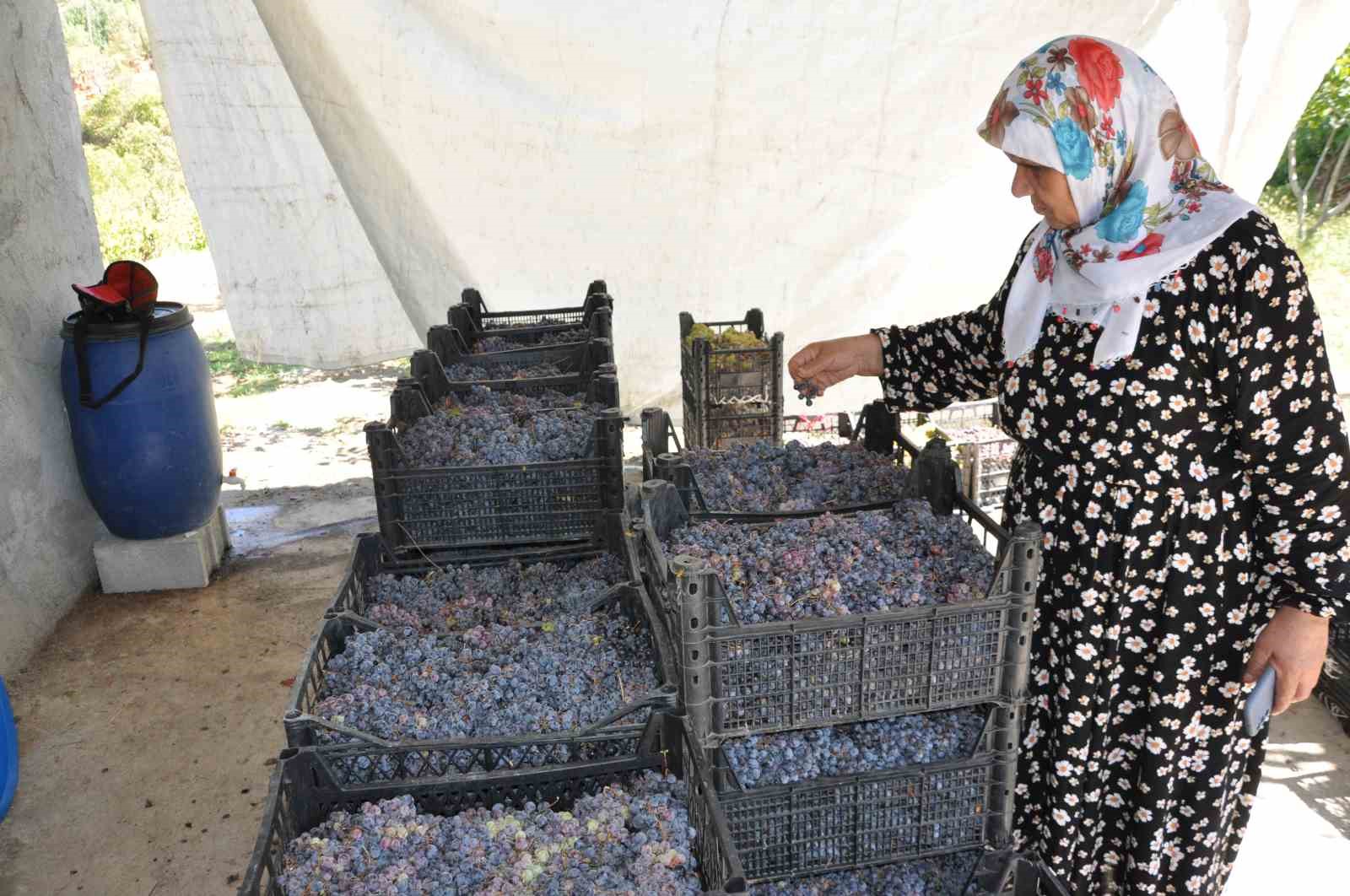 Batman’da üzümün pekmeze yolculuğu başladı
