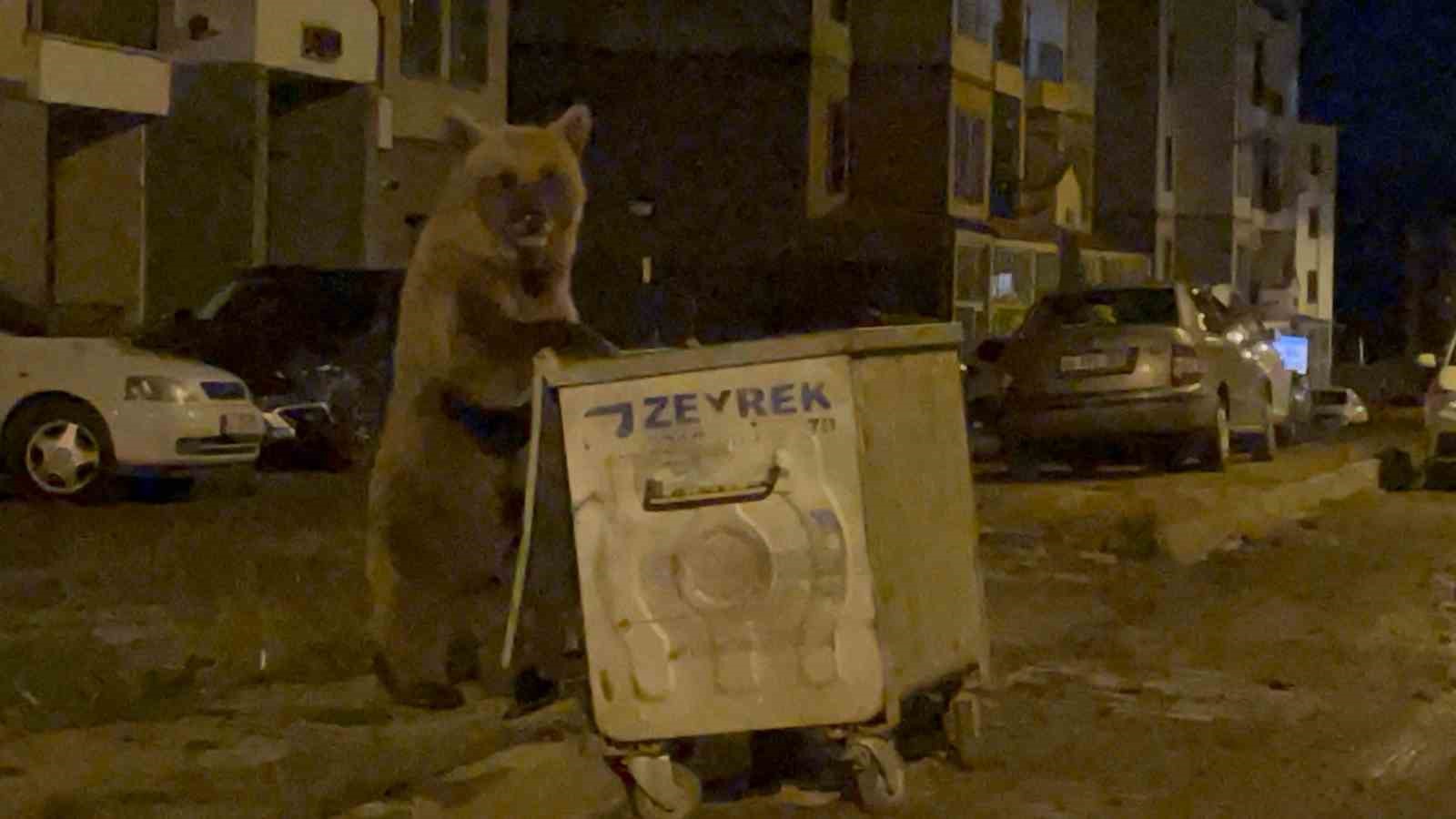 Sarıkamış’ta ayılarla tehlikeli selfie
