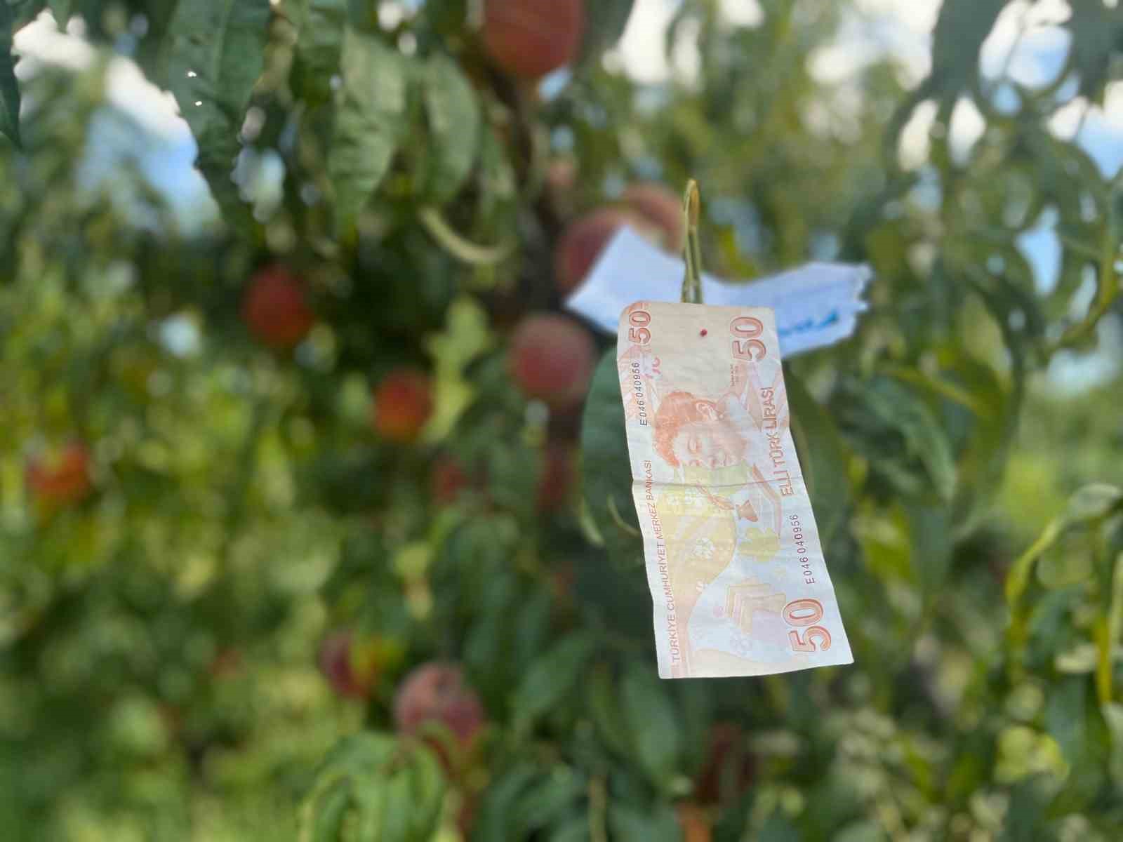 Şeftali ağacına asılan not kalpleri ısıttı
