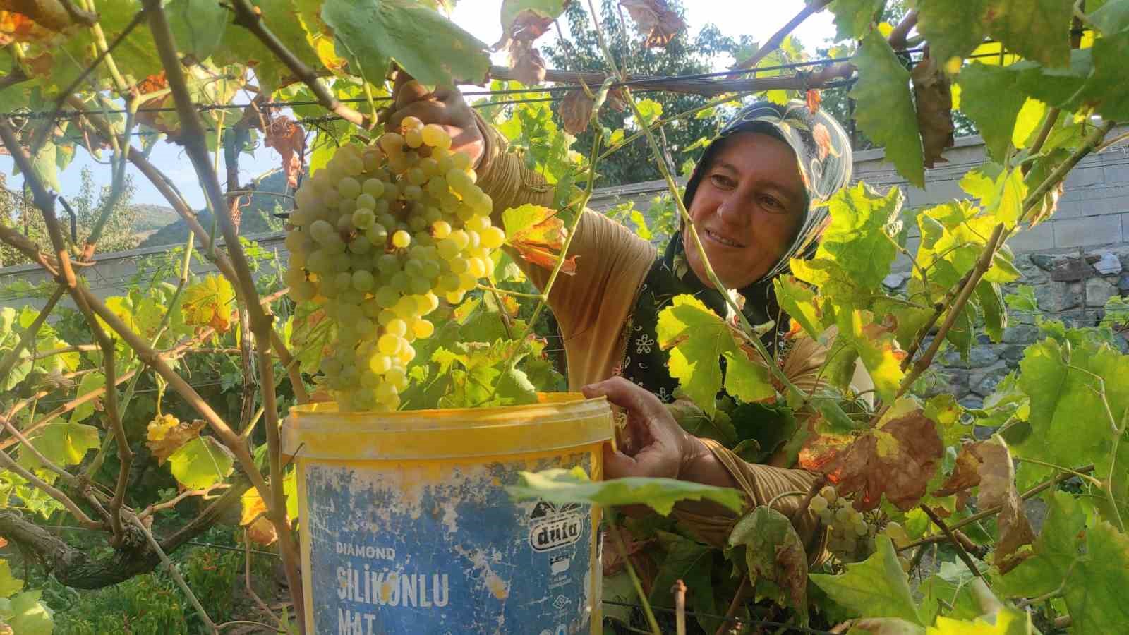 Lezzeti topraktan gelen şifa kaynağı pekmezin zahmetli yolculuğu başladı
