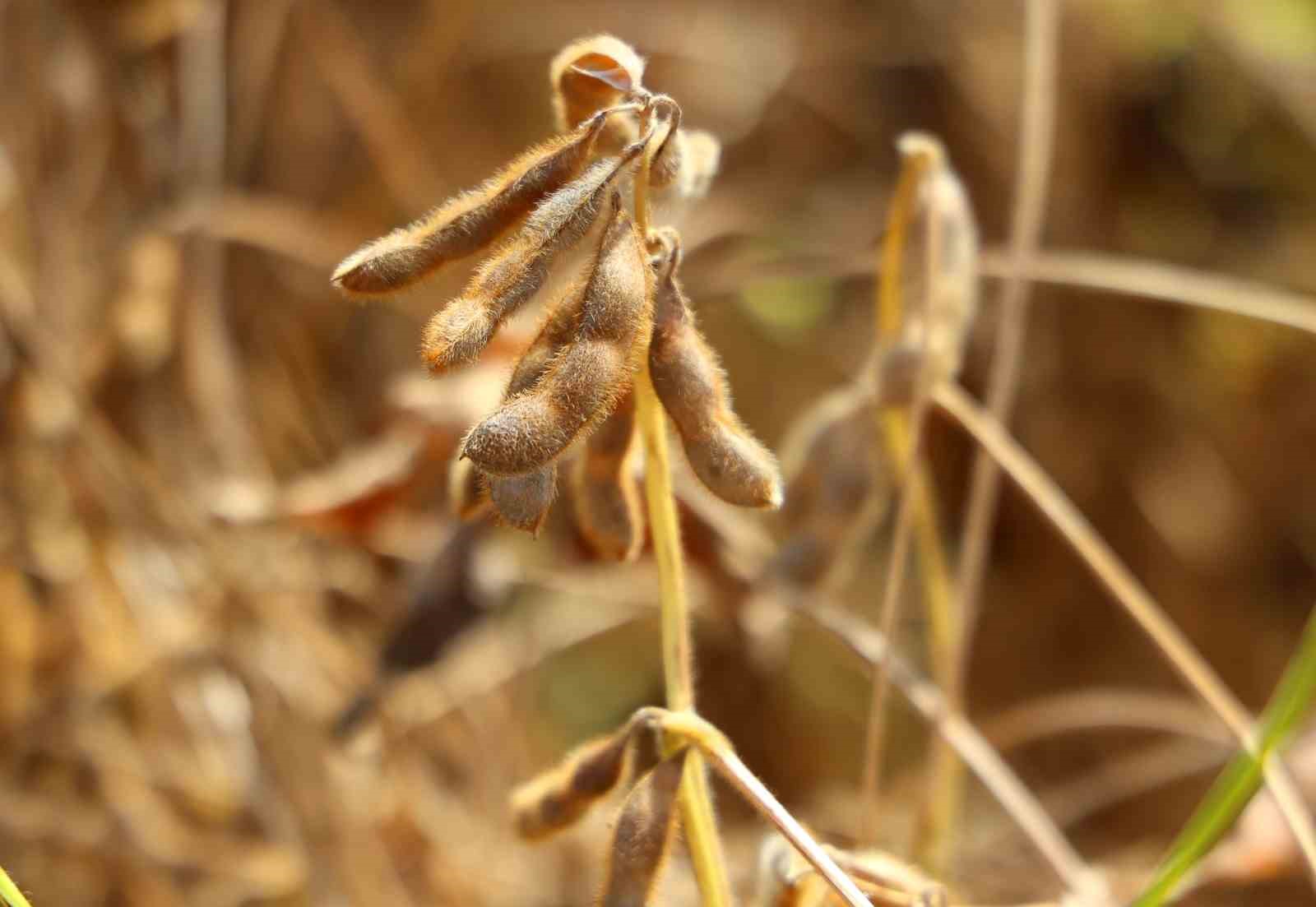 Adana’da soya hasadı başladı
