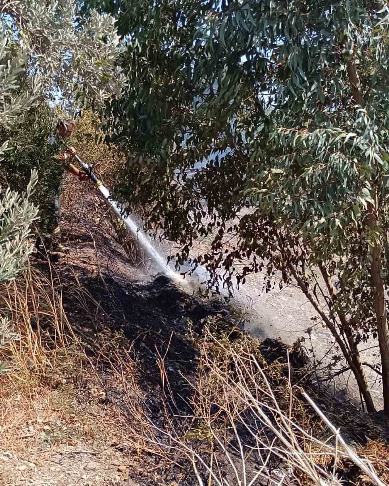 Antakya’da zeytinlik yangını
