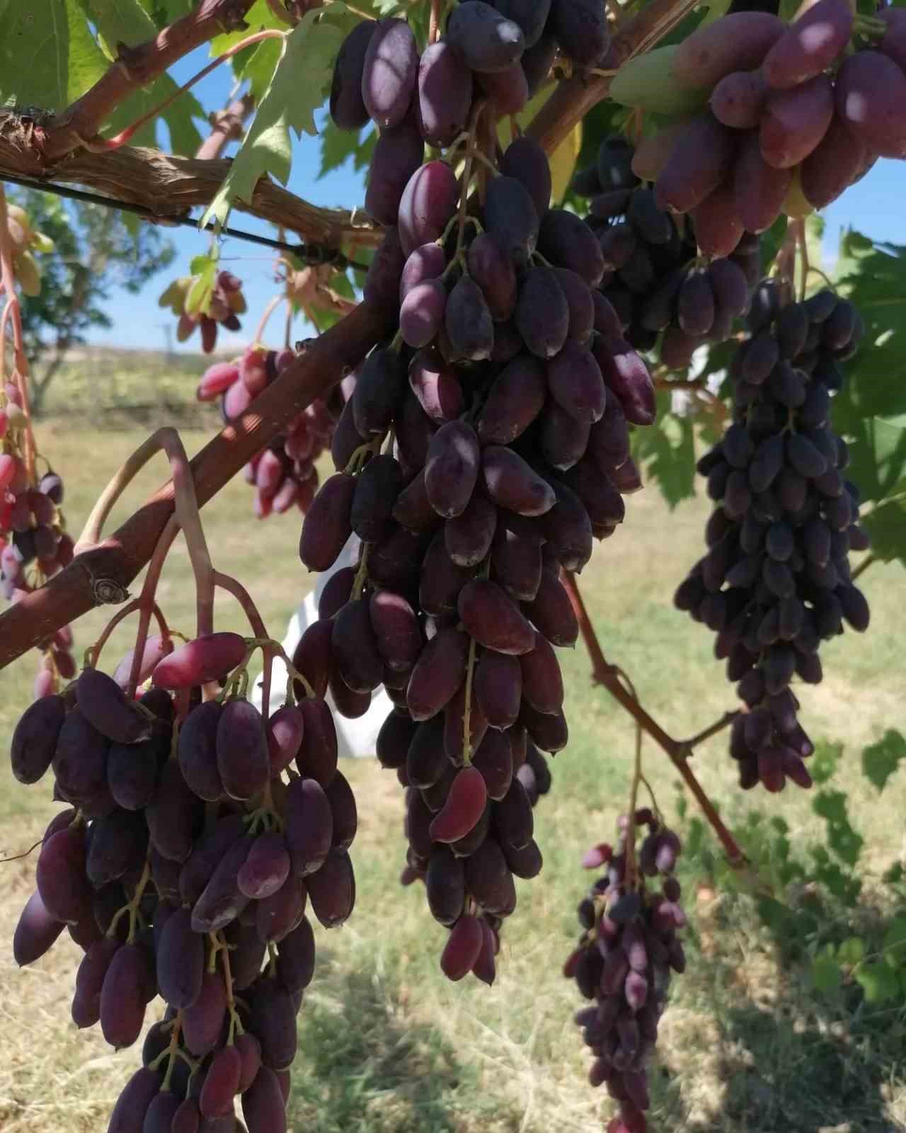 Tekirdağ’da yeni üzüm çeşitleri geliştiriliyor
