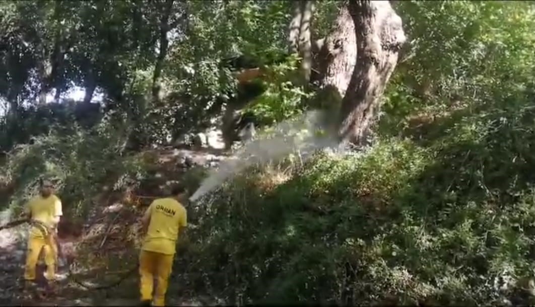 Köyceğiz’de uzun antenli böceğine karşı biyolojik çözüm
