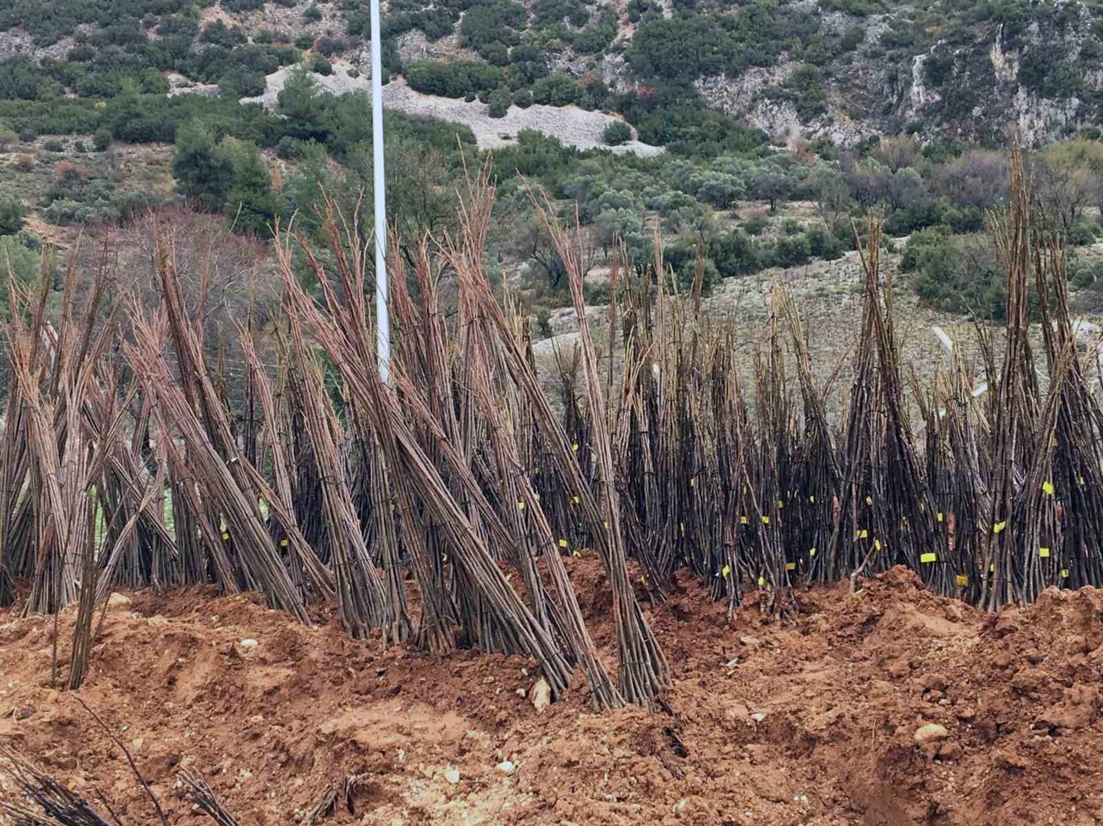 Muğla Büyükşehirden ‘Her Kapıda Bir Fidan’ projesi
