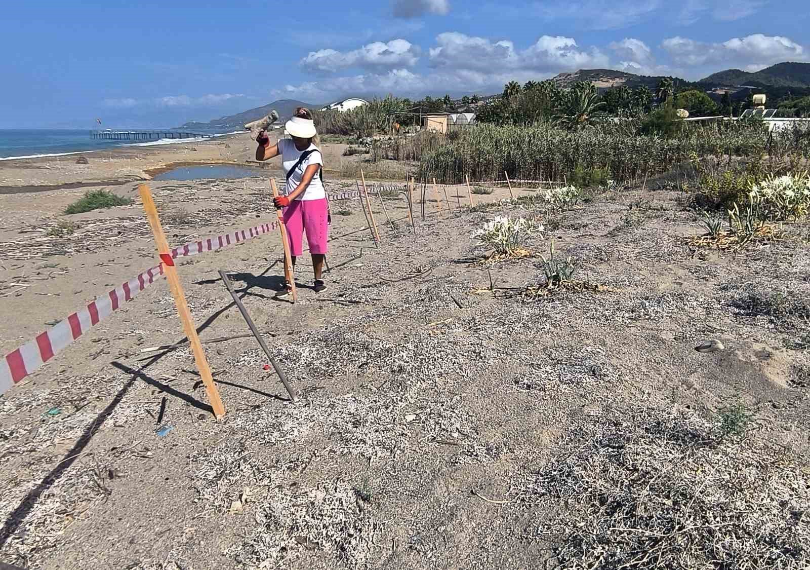 Alanya’da koparılması 387 bin TL ceza olan kum zambakları koruma altına alındı
