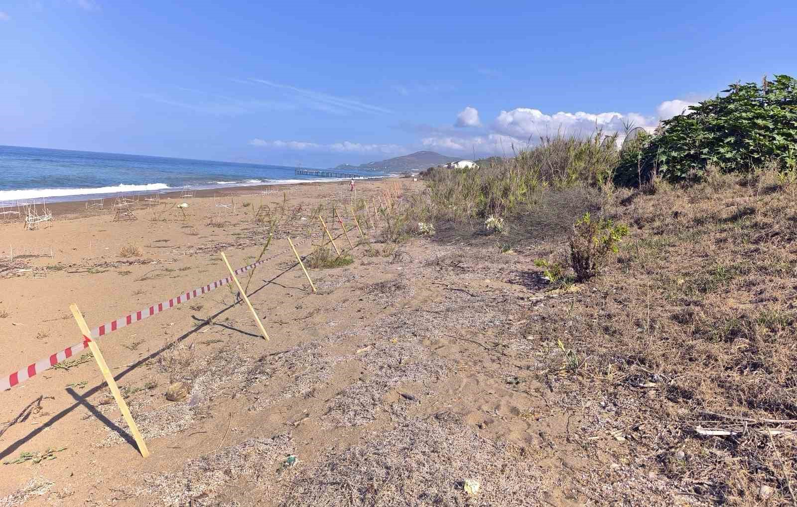 Alanya’da koparılması 387 bin TL ceza olan kum zambakları koruma altına alındı
