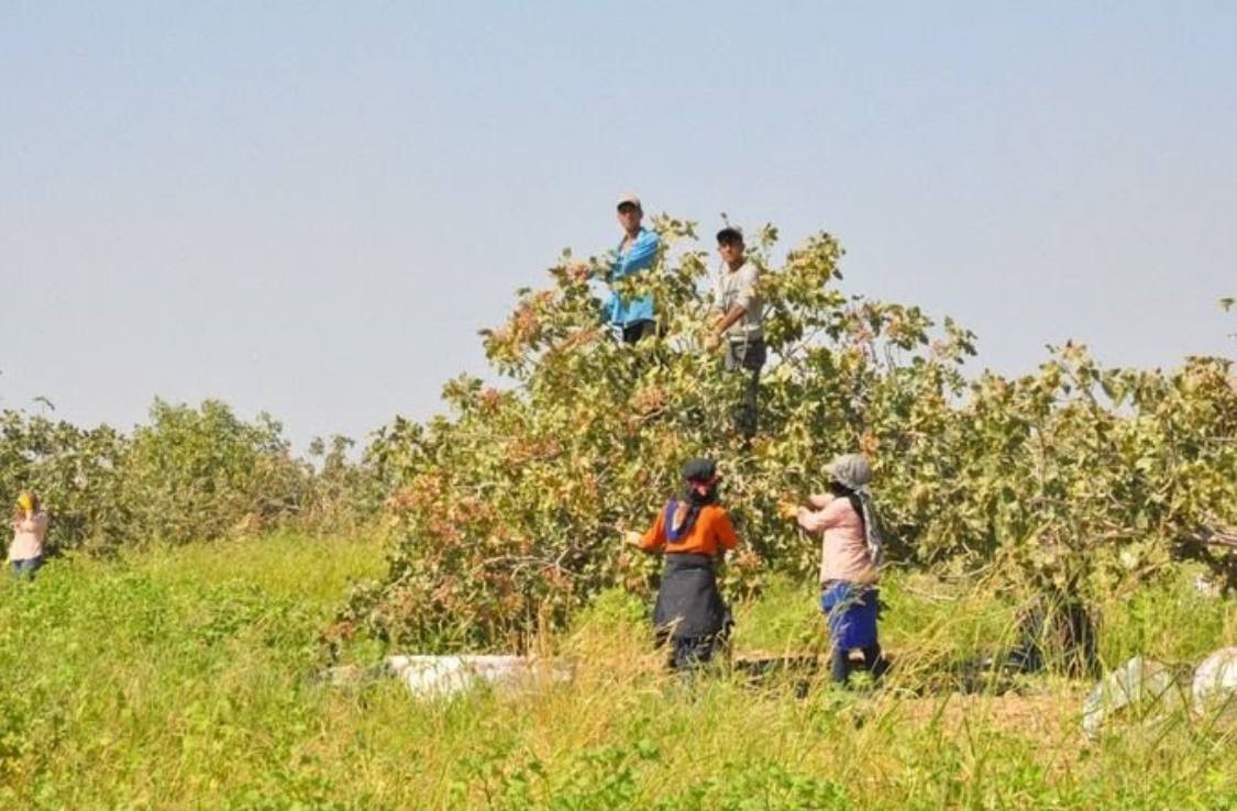 TİGEM’de 2 bin 300 işçi ile fıstık hasadı
