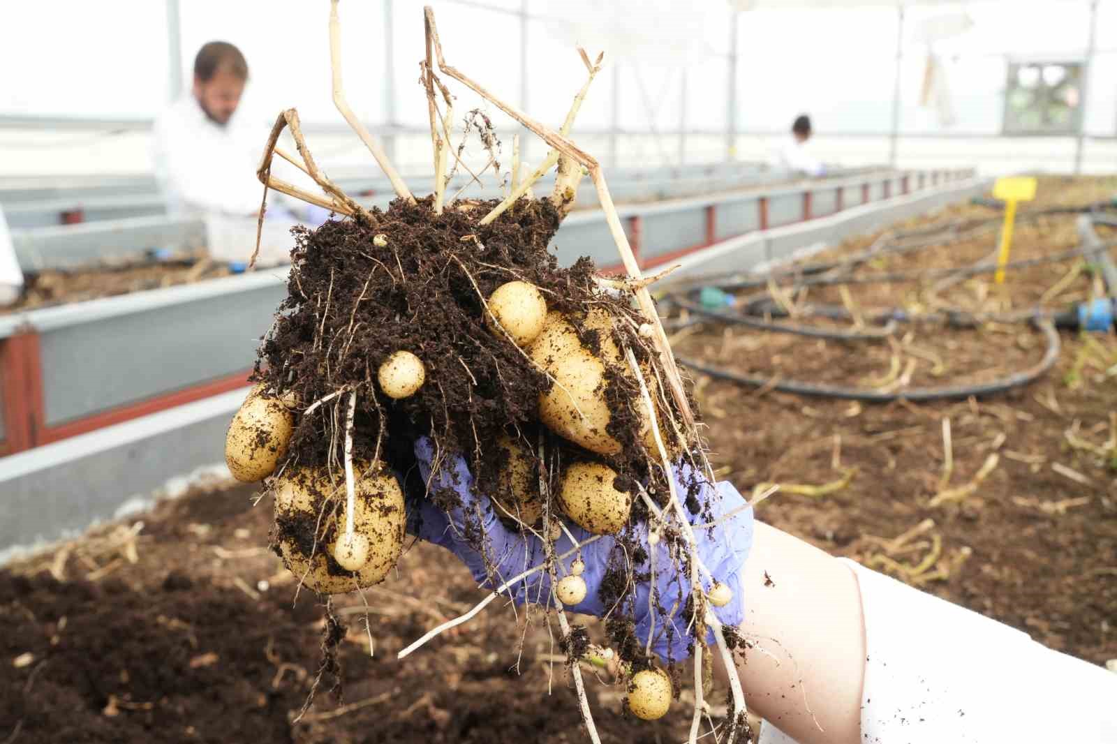 Çiftçilerin beklentisine uygun yerli ve milli patates çeşitleri geliştiriliyor
