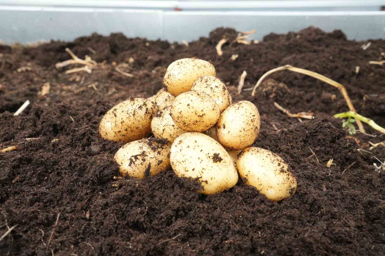 Çiftçilerin beklentisine uygun yerli ve milli patates çeşitleri geliştiriliyor
