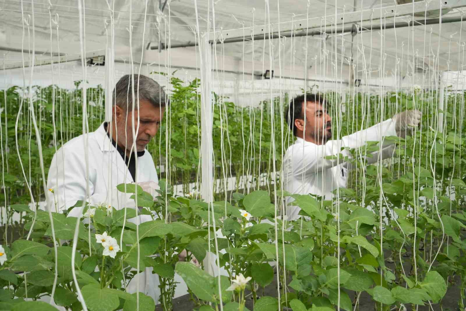 Çiftçilerin beklentisine uygun yerli ve milli patates çeşitleri geliştiriliyor
