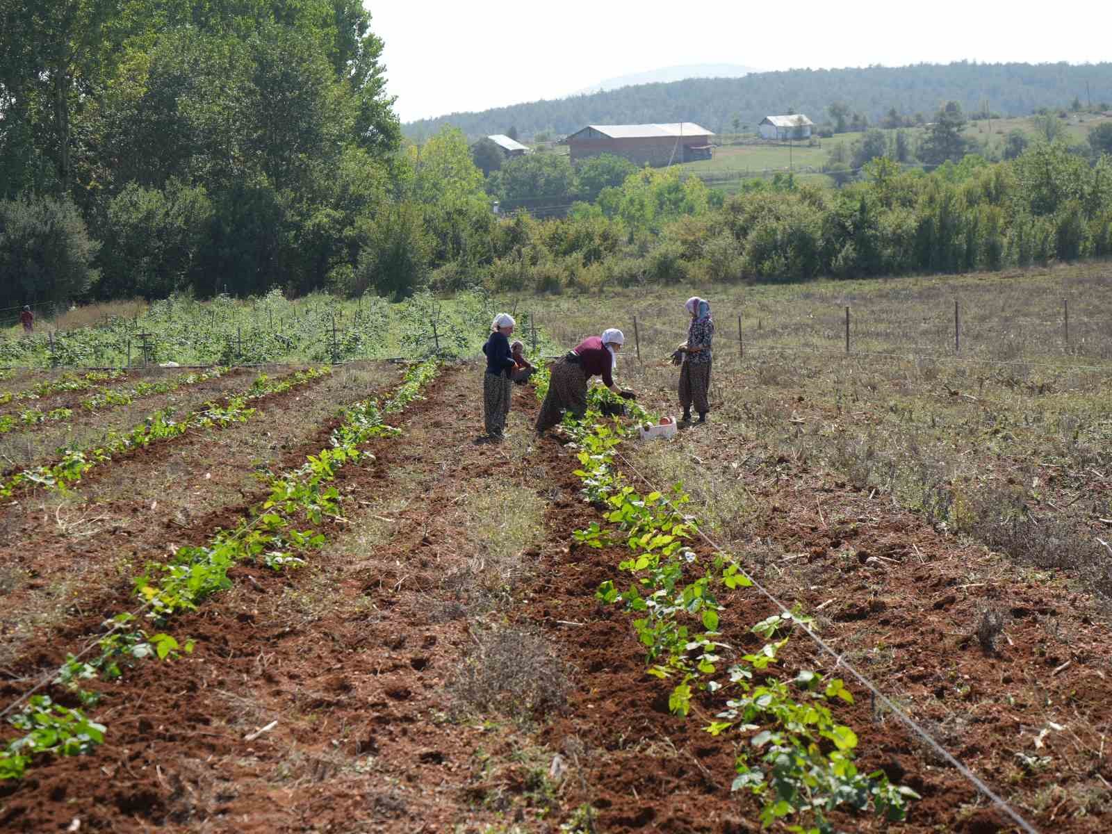 Deneme amaçlı böğürtlen dikti, şimdi siparişlere yetişemiyor
