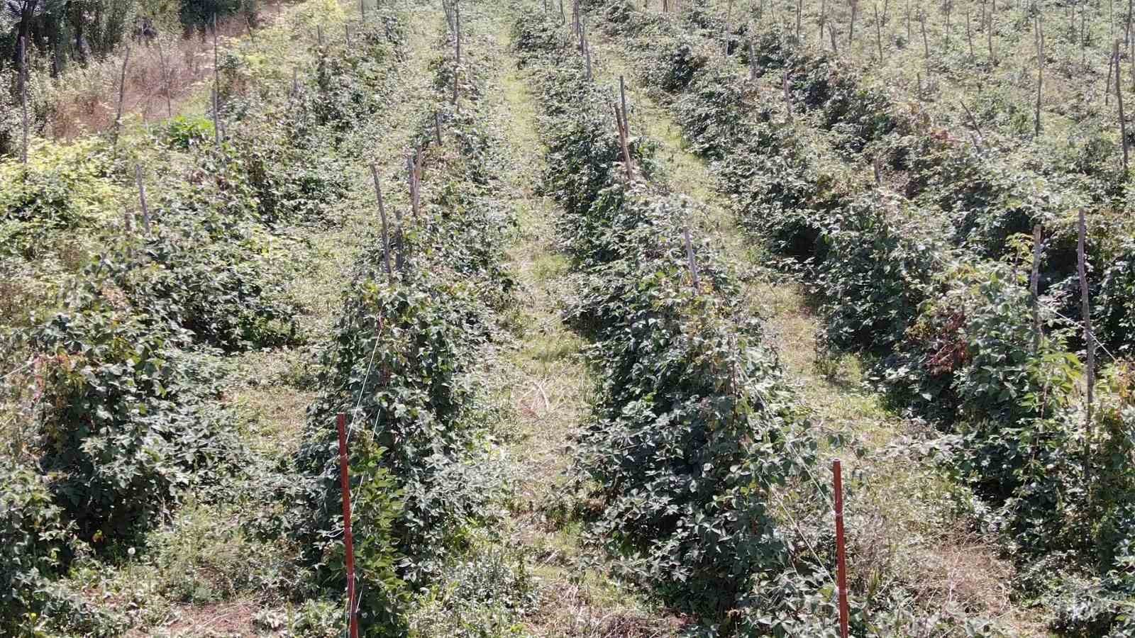 Deneme amaçlı böğürtlen dikti, şimdi siparişlere yetişemiyor
