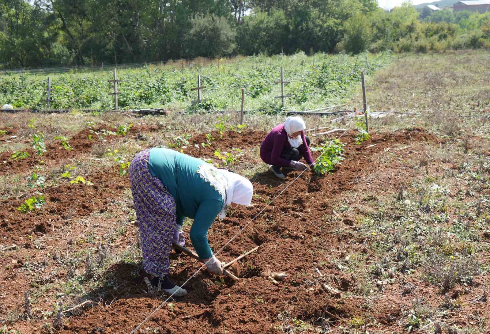 Deneme amaçlı böğürtlen dikti, şimdi siparişlere yetişemiyor
