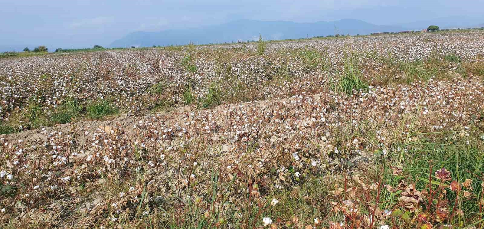 Koçarlı’da pamuk hasadı başladı
