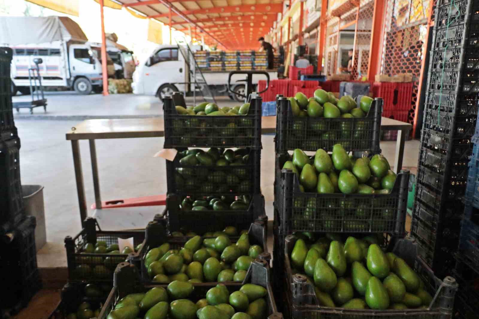 Alanya’da avokado hasadı başladı
